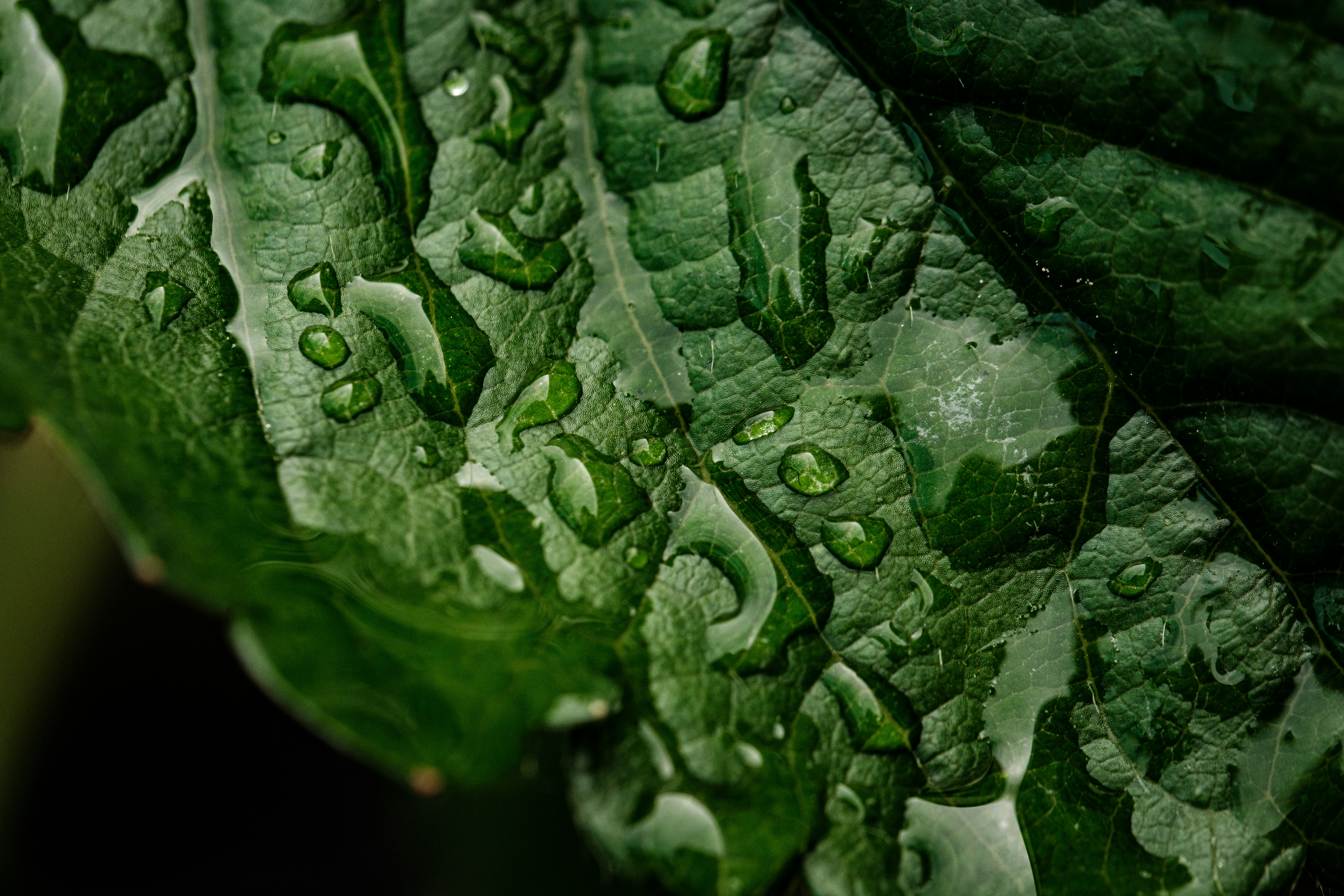 Photo by haberdoedas2