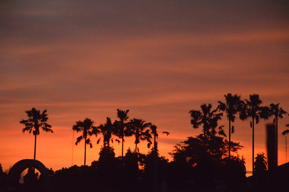 um pôr do sol com palmeiras e uma montanha-russa