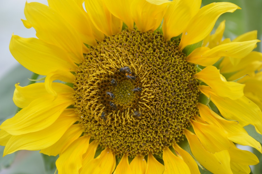 a large sunflower with bees on it