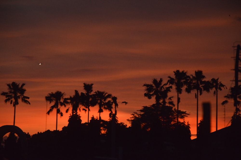 Ein Sonnenuntergang mit Palmen und einer Achterbahn