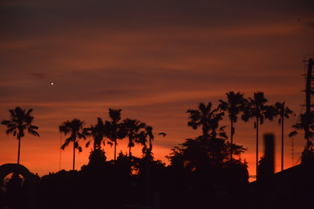 a sunset with palm trees and a roller coaster