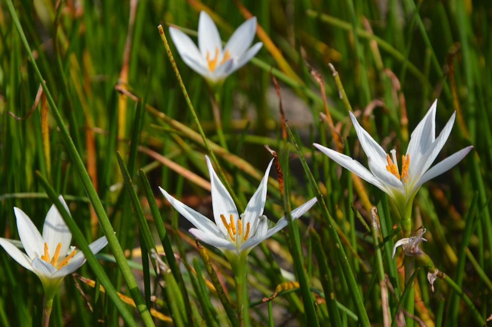a group of white flowers sitting on top of a lush green field