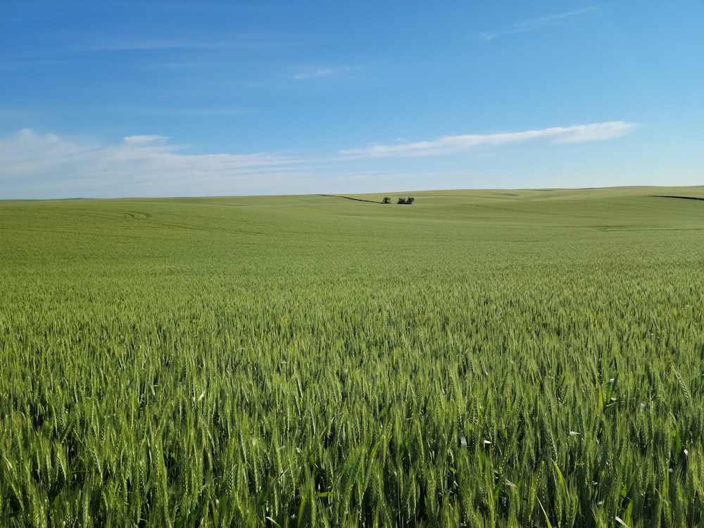 a large field of green grass under a blue sky