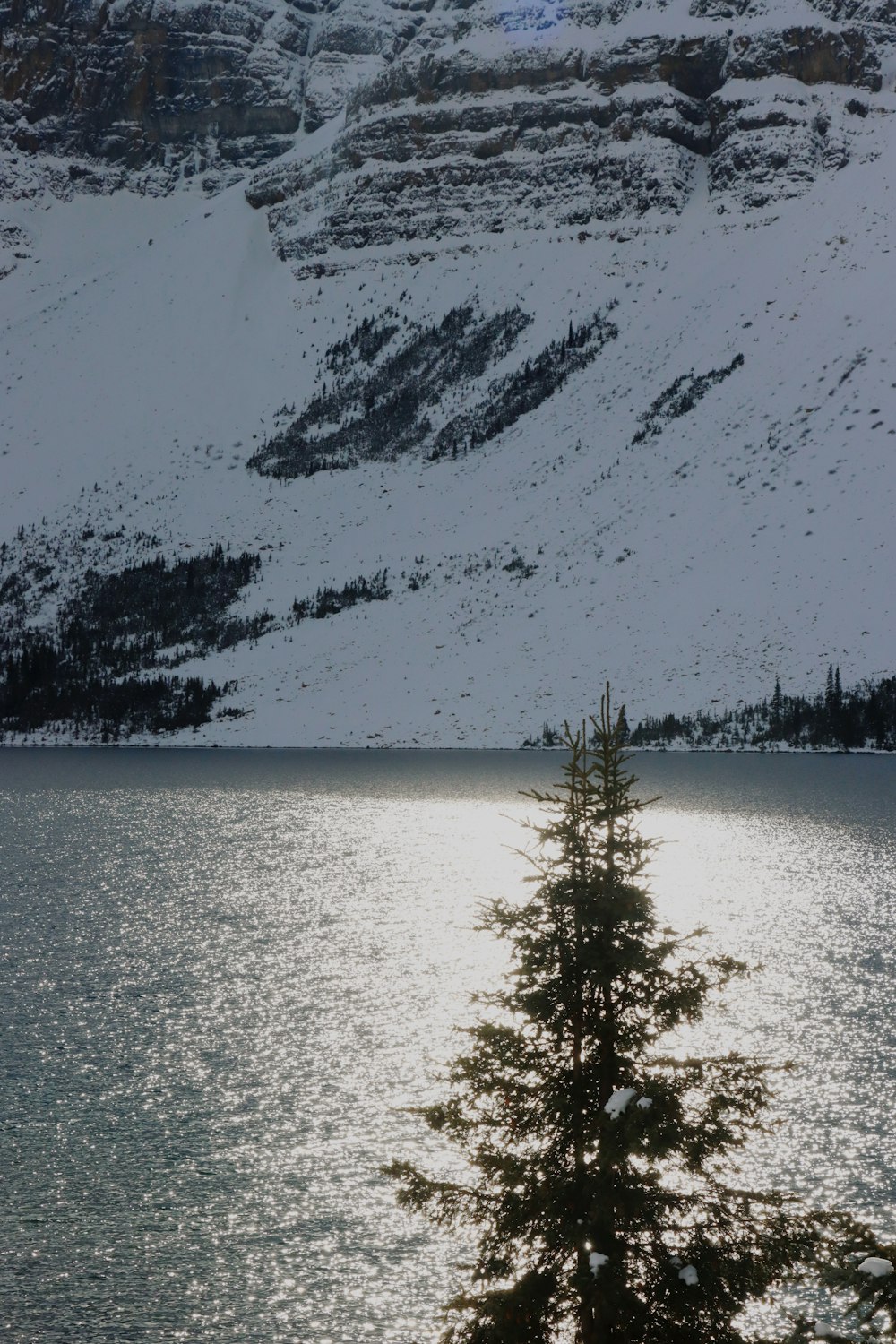 a lone pine tree in front of a mountain lake