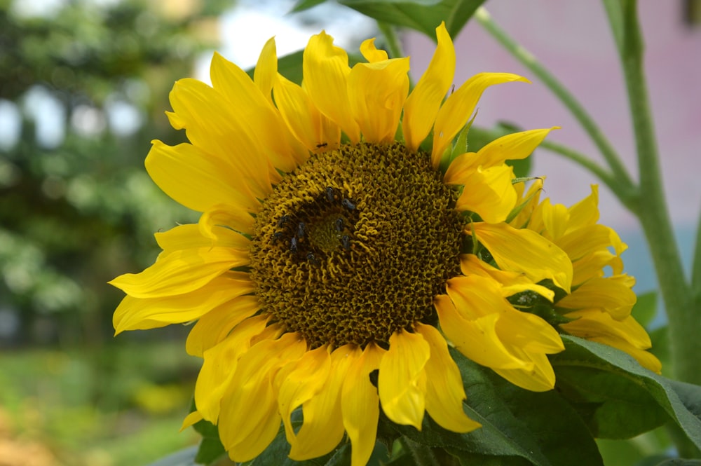 a large sunflower with a bee on it