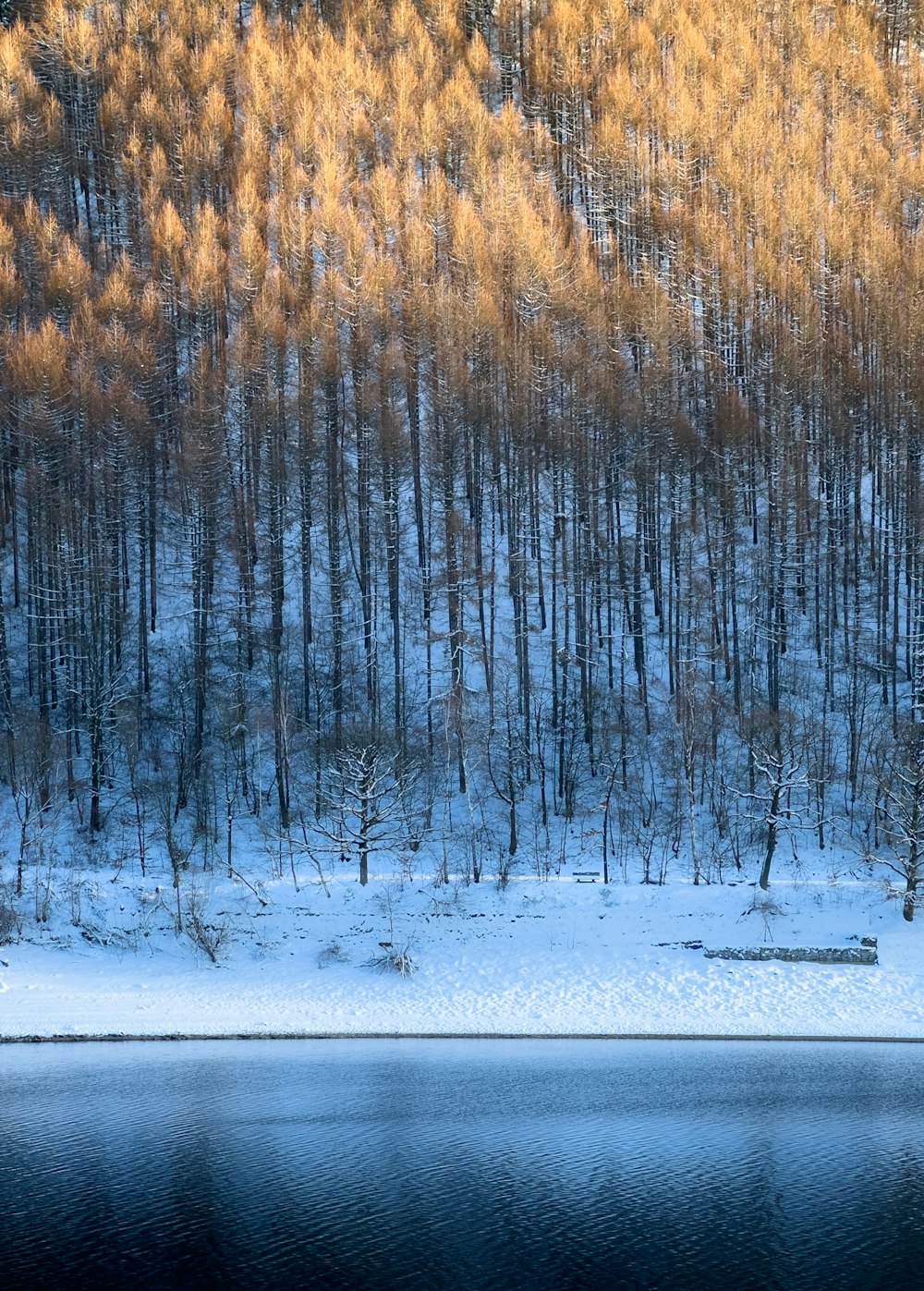 a lake surrounded by trees covered in snow