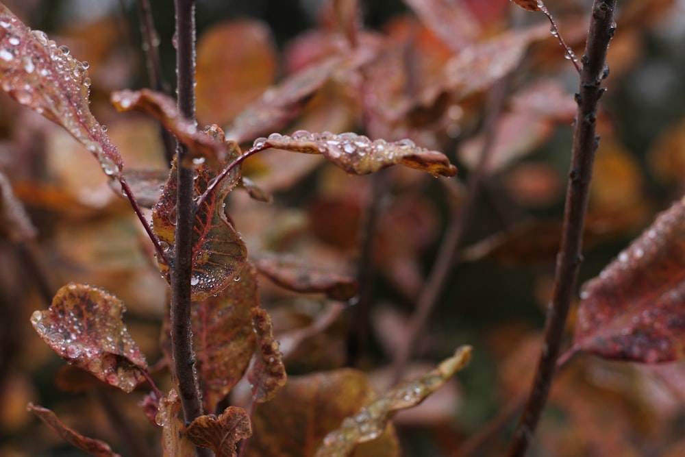 a close up of a tree with water droplets on it