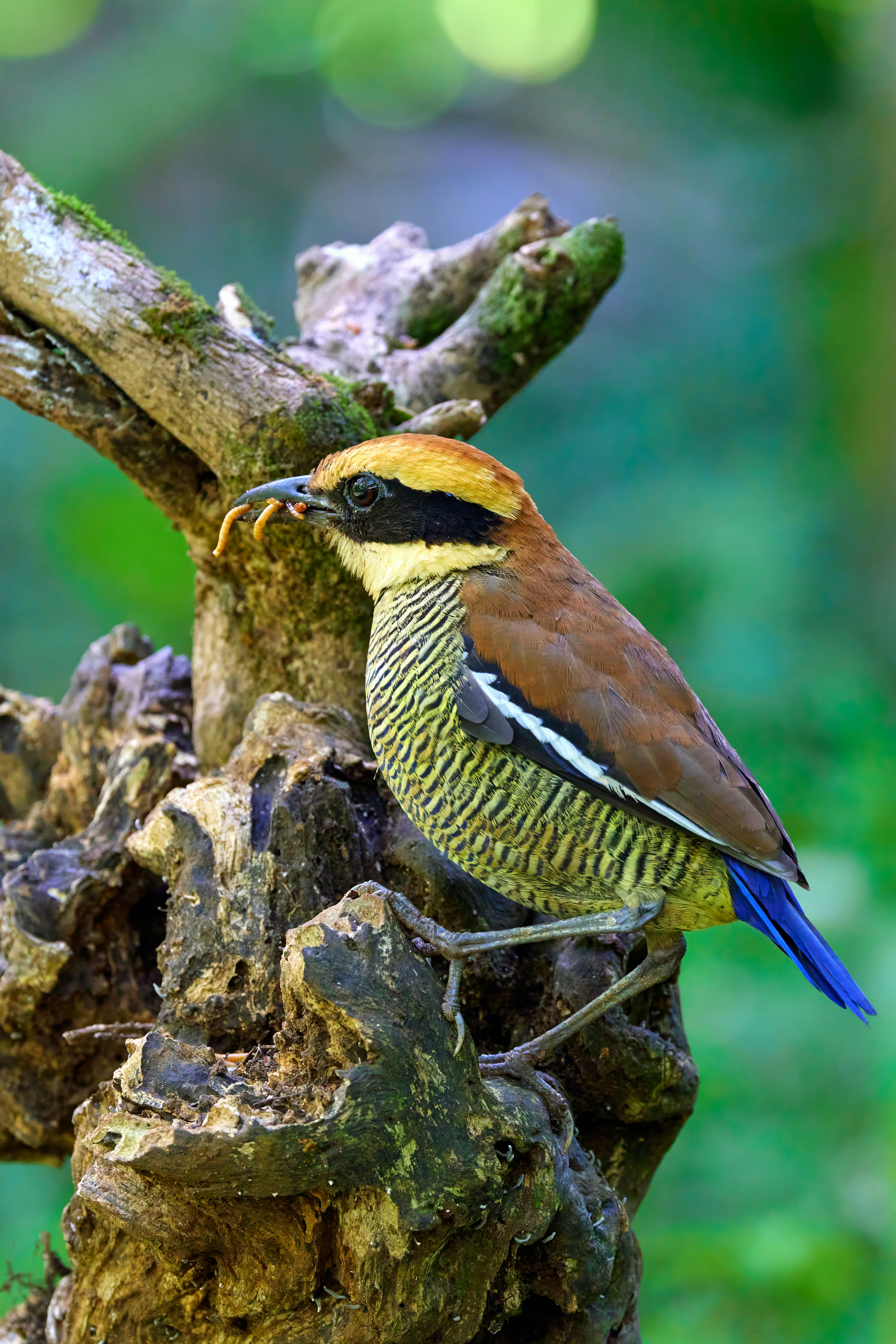 a colorful bird perched on a tree branch