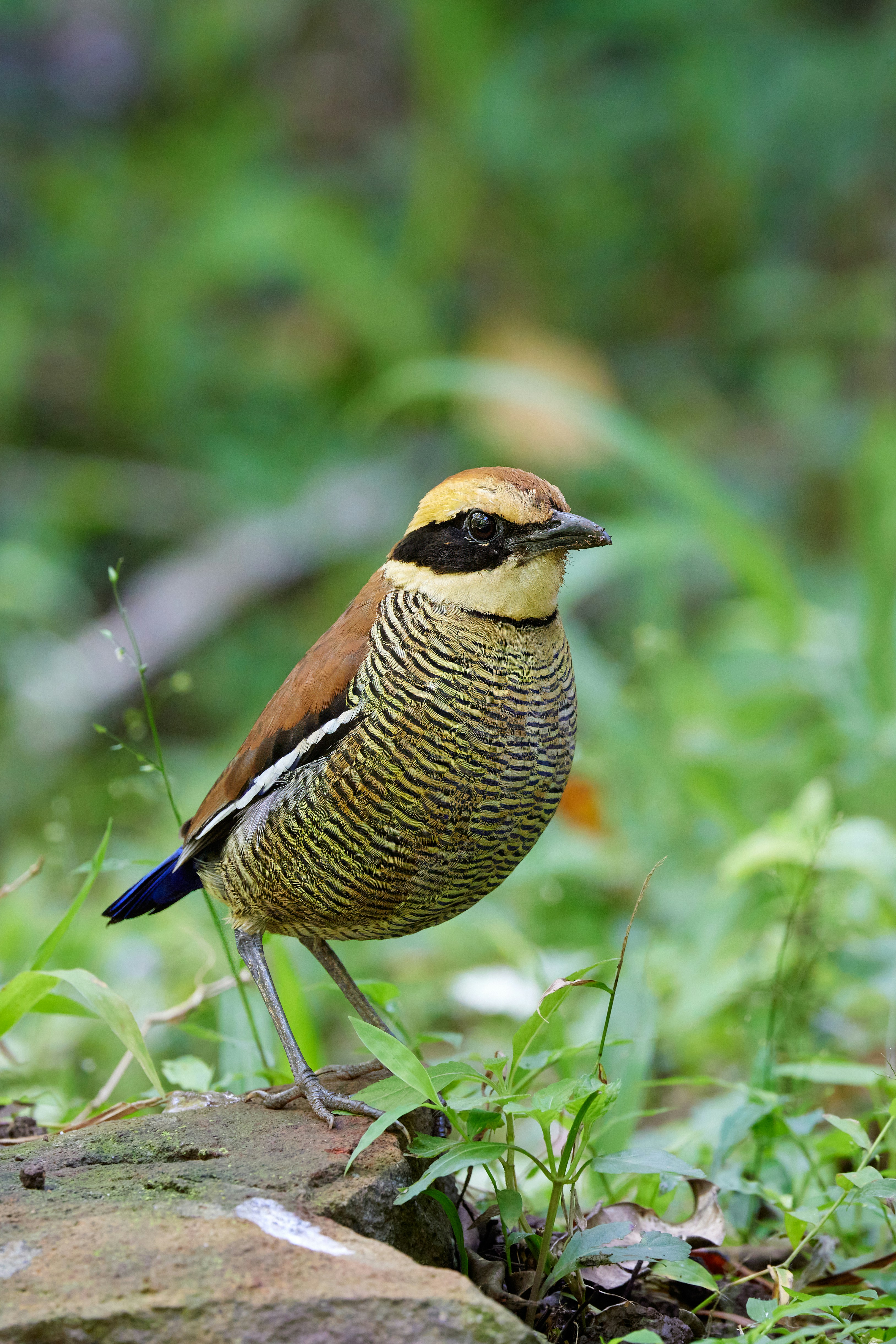 a bird standing on a rock in the grass