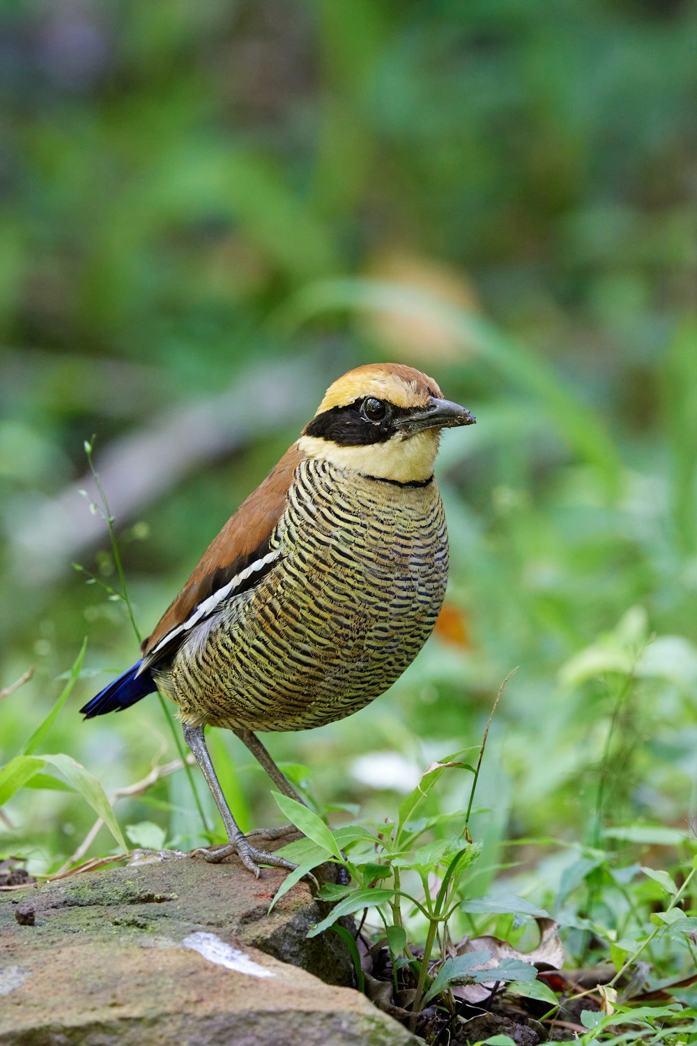 a bird standing on a rock in the grass