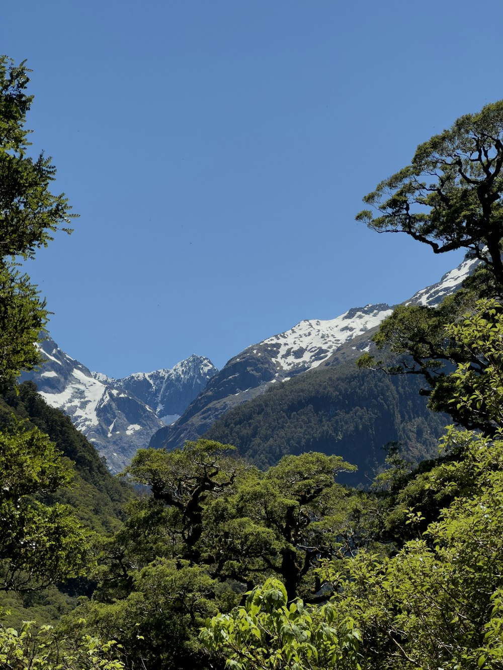 a view of a snowy mountain range through the trees