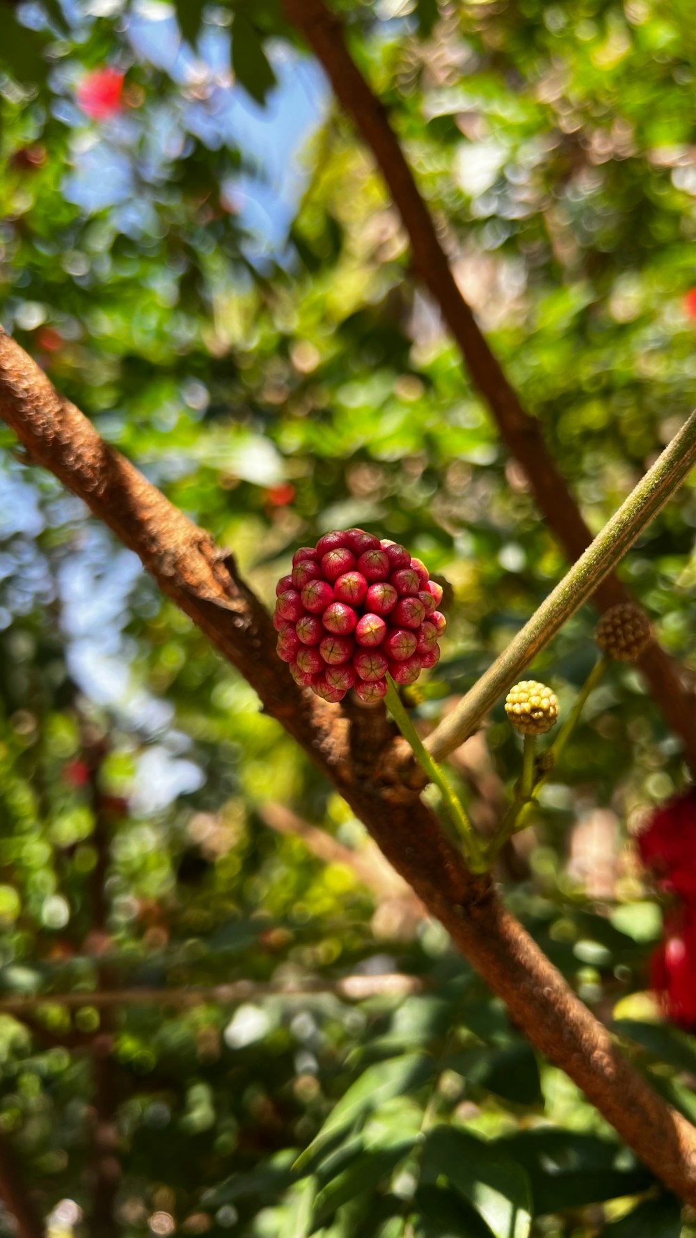 a bunch of berries hanging from a tree branch