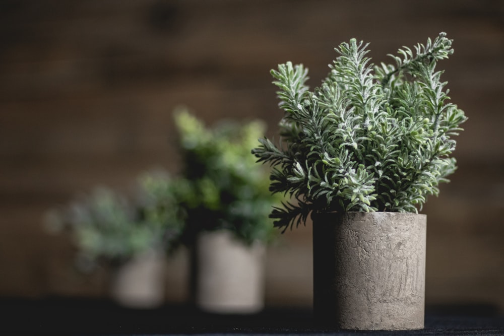 a couple of plants that are in a vase