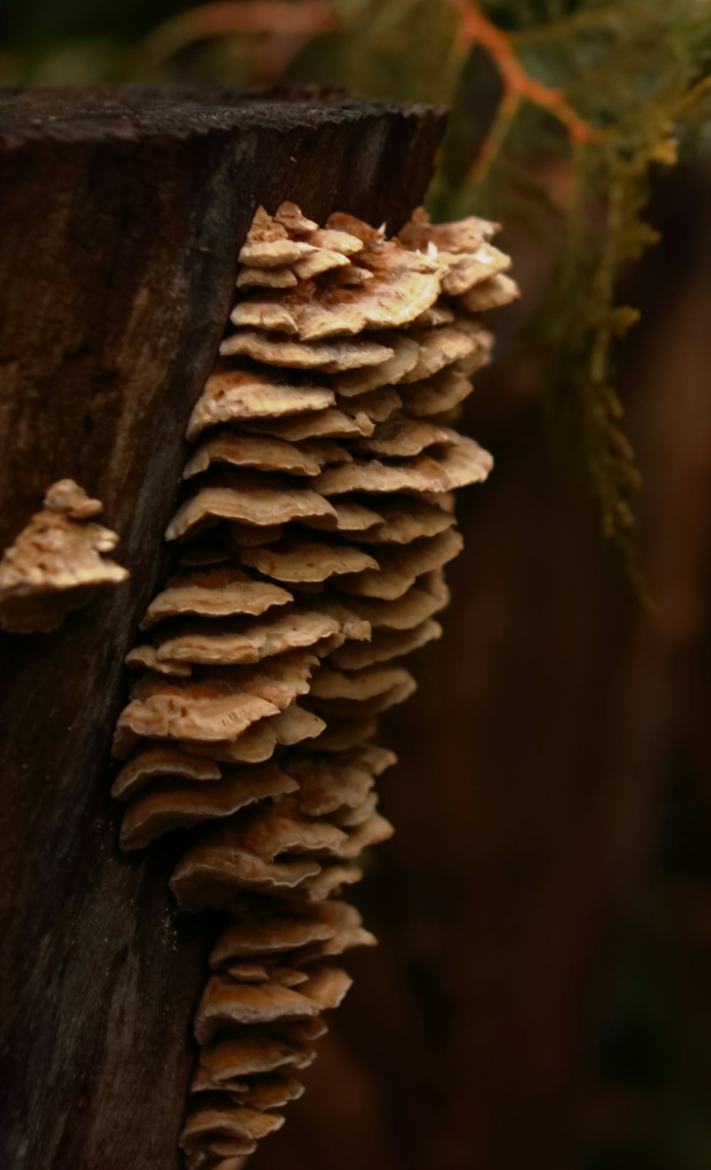 a close up of a bunch of mushrooms on a tree