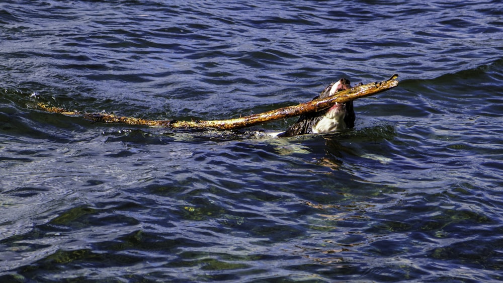 a dog swimming in the water with a stick in it's mouth