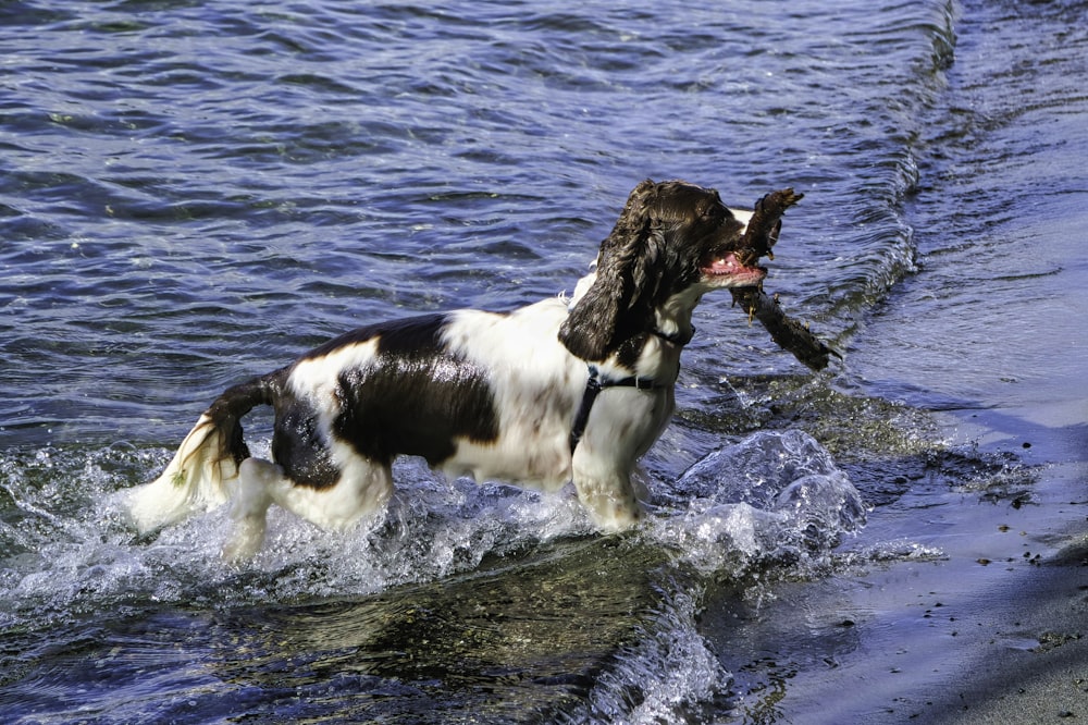 a brown and white dog holding a fish in its mouth
