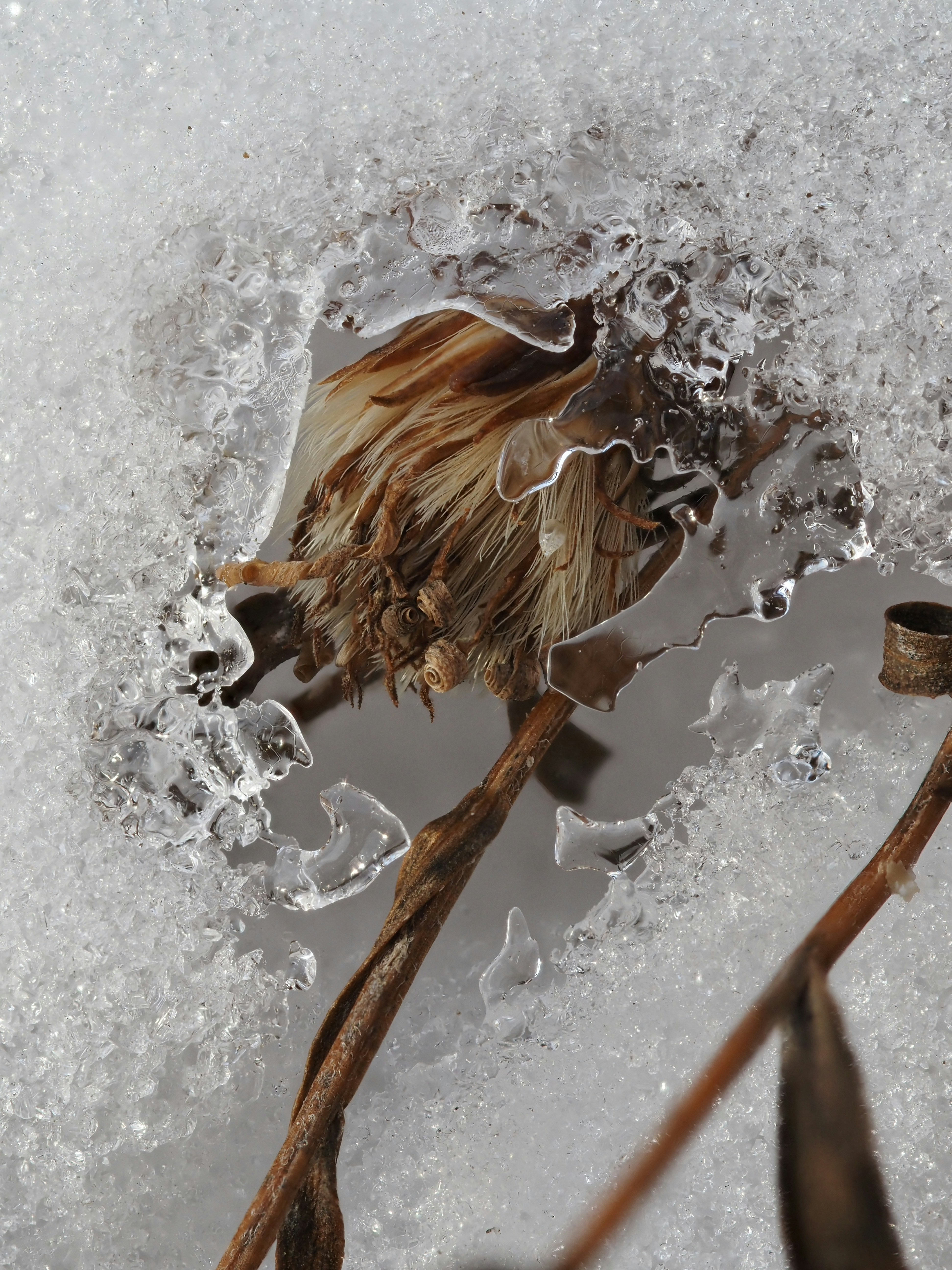 una flor muerta en medio de un poco de hielo