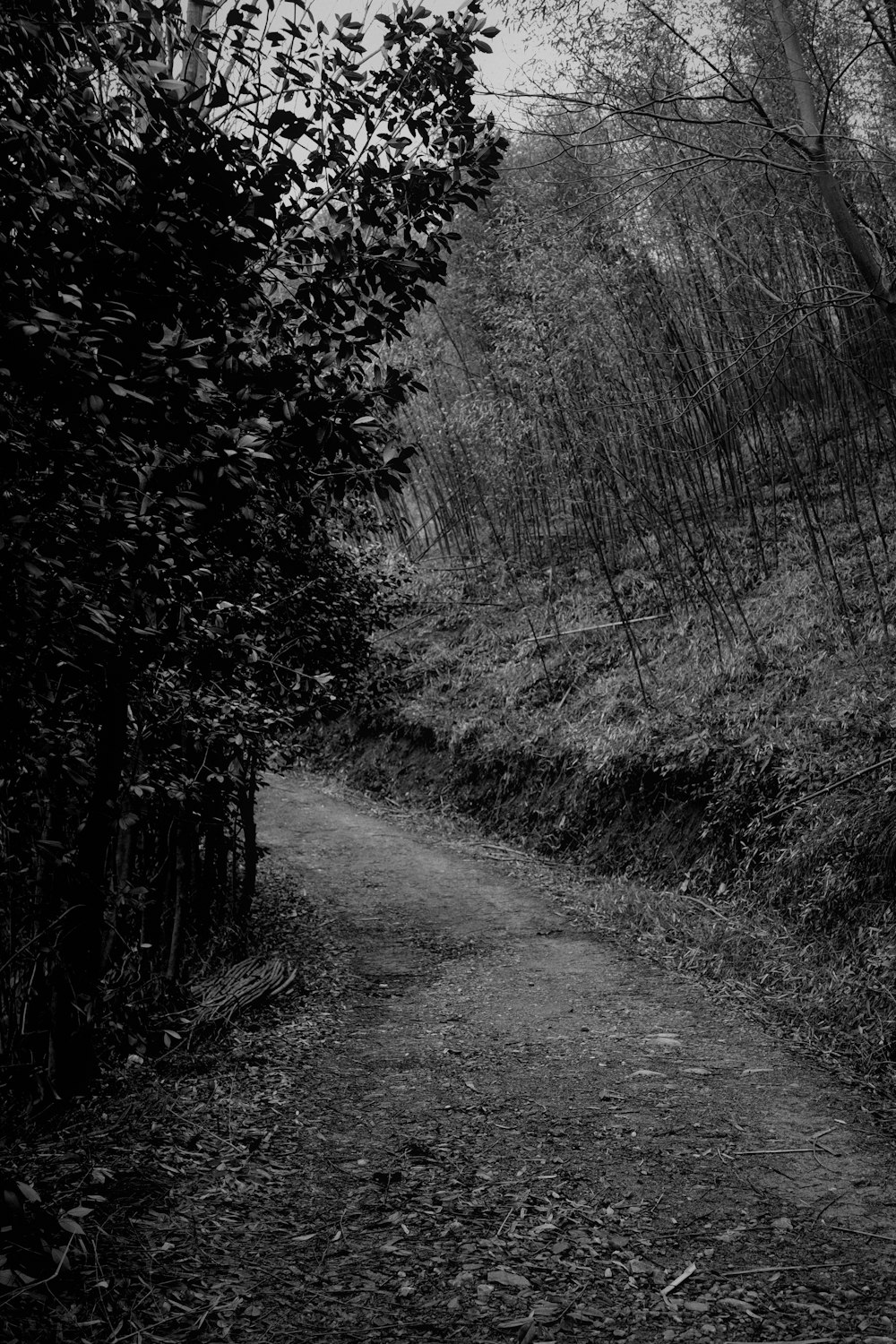 a black and white photo of a path in the woods