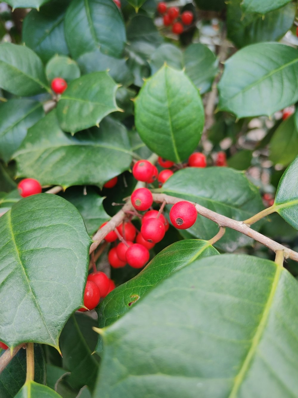 a bush with red berries and green leaves