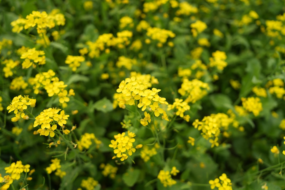 a field of yellow flowers with green leaves