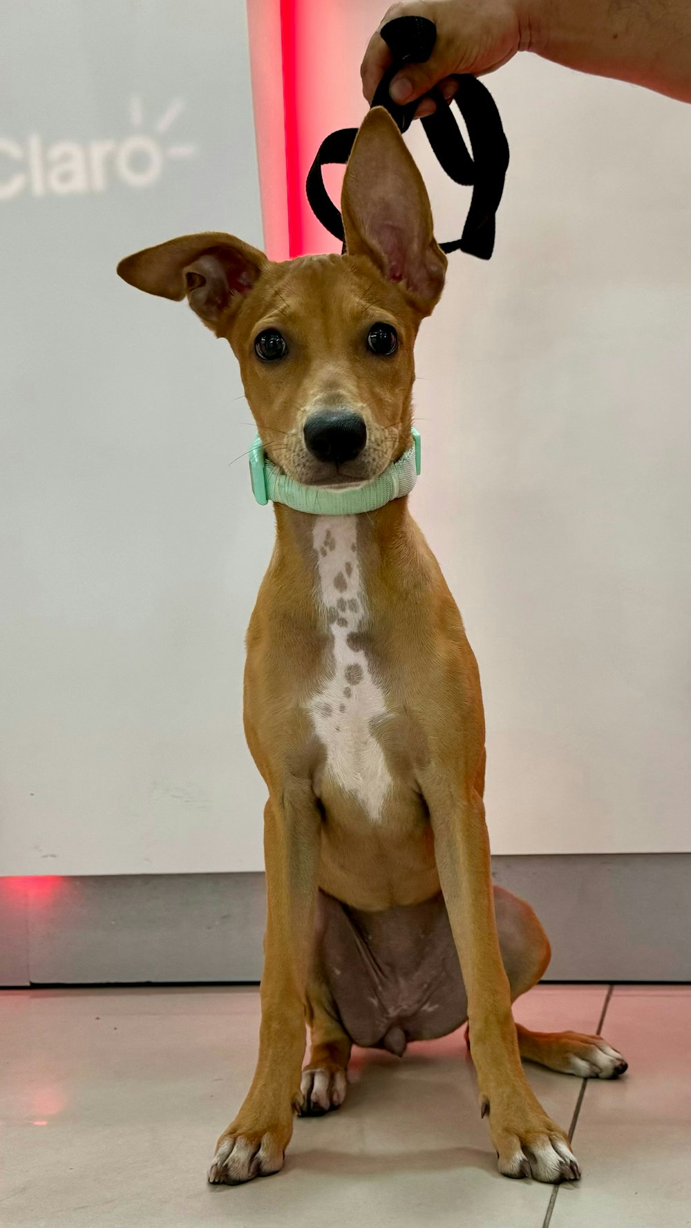 a small brown dog sitting on top of a tile floor