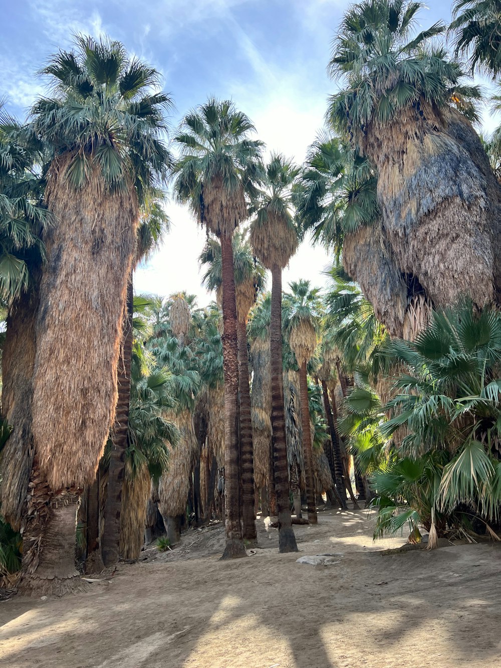 a group of palm trees in a sandy area
