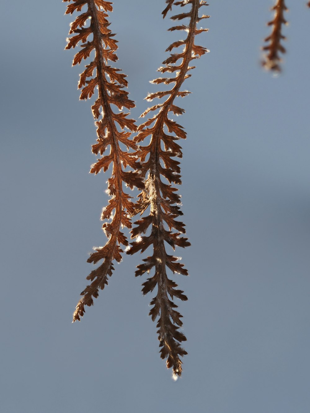 a close up of a tree branch with snow on it