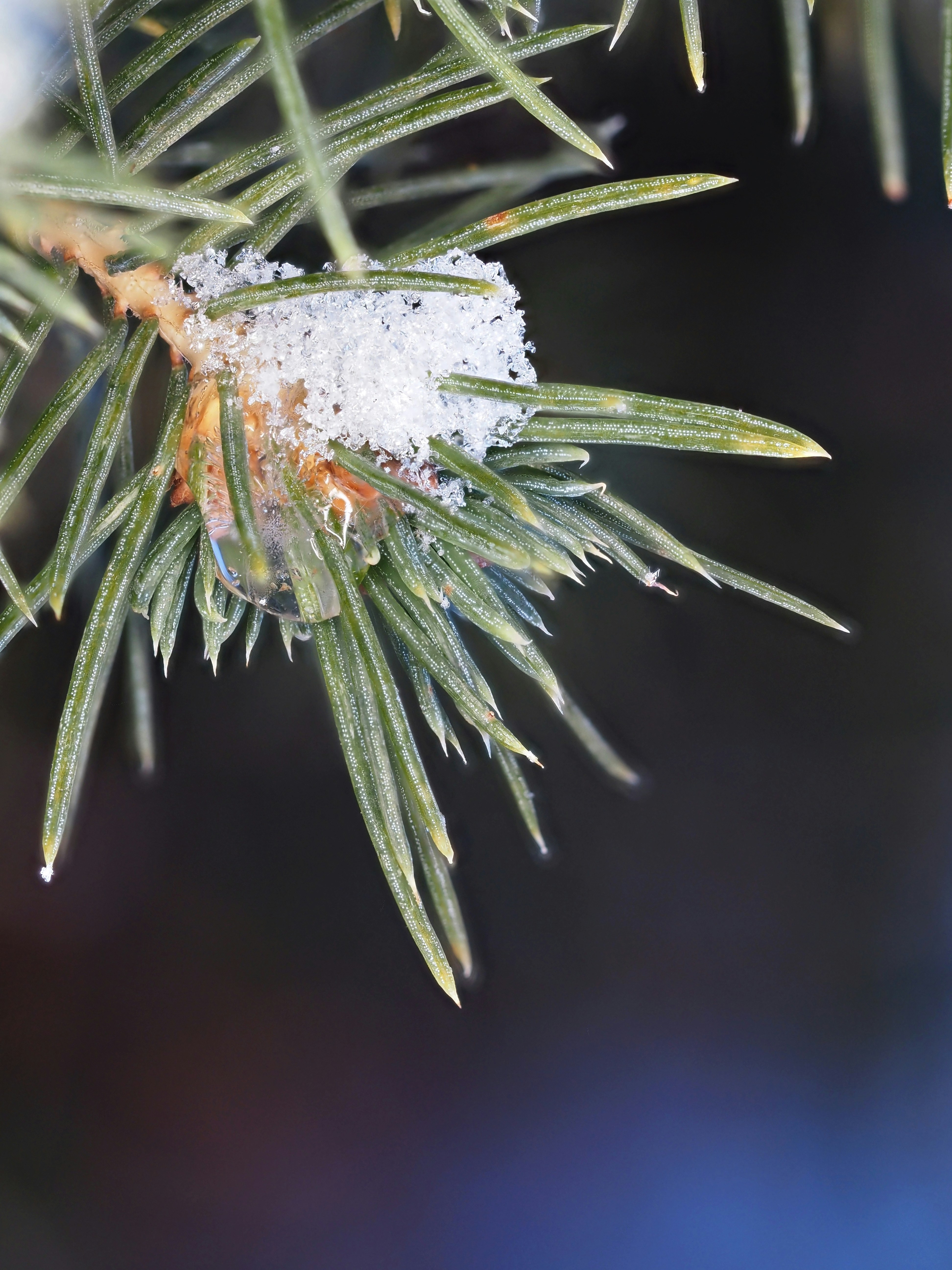 A close up of a pine tree with snow on it photo – Free Green Image on ...