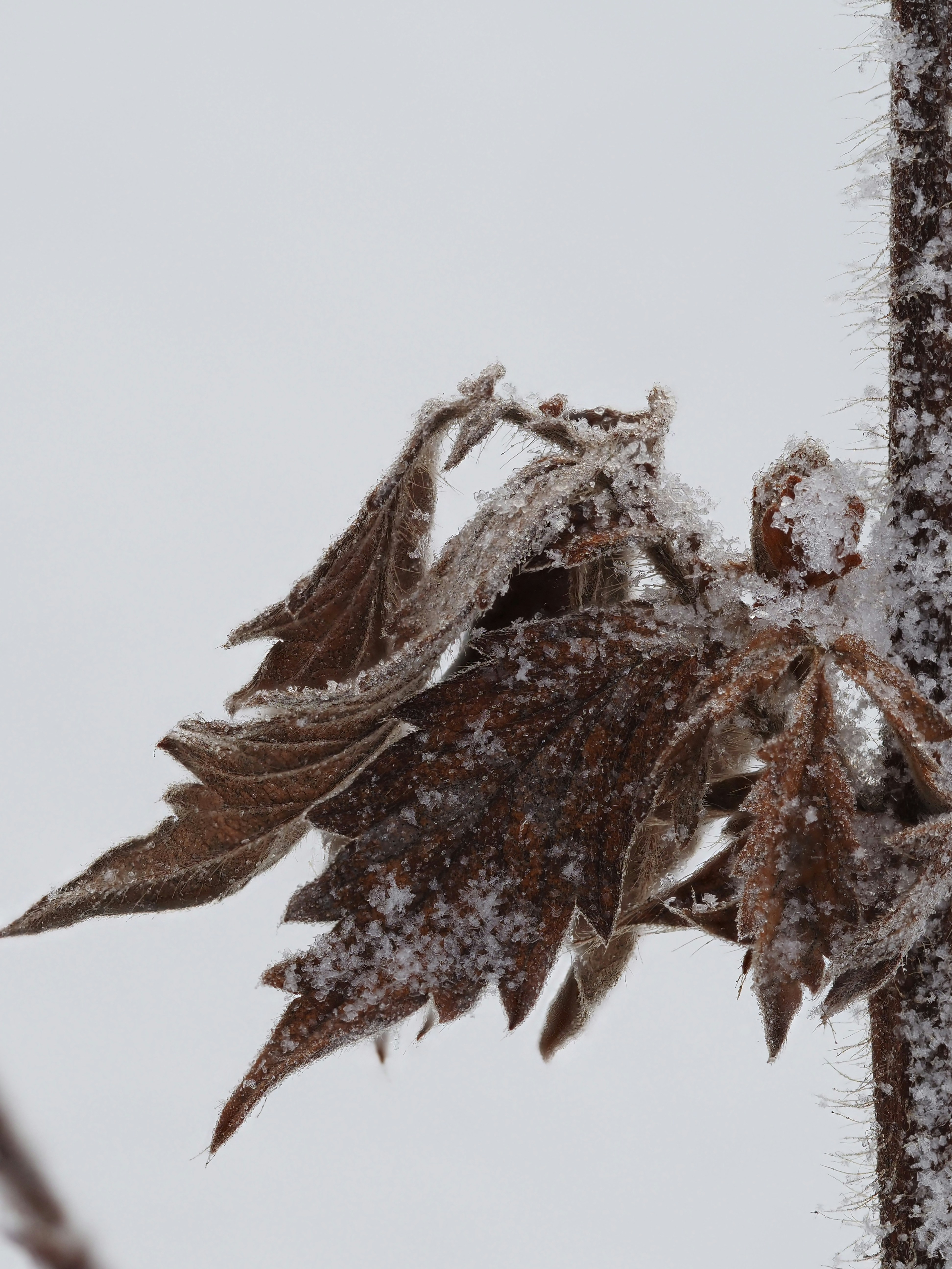 A snow covered tree branch with a bunch of leaves on it photo – Free ...