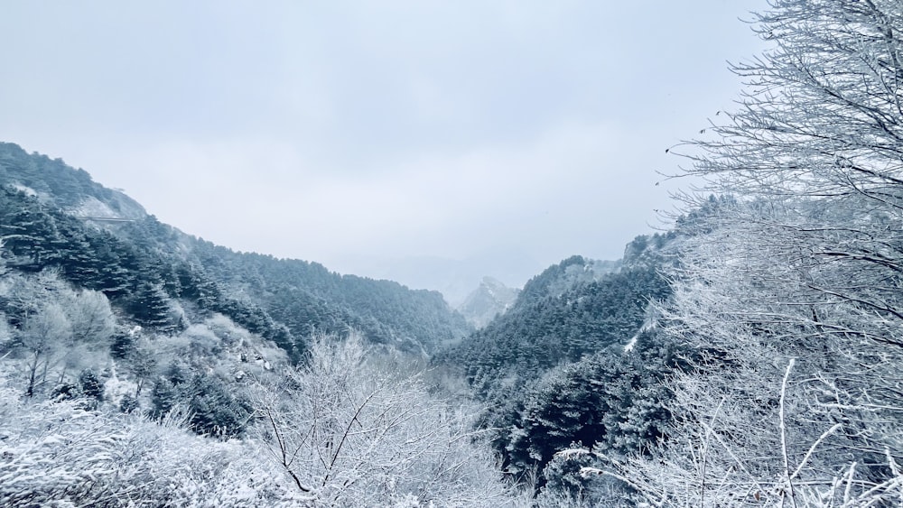 a snowy landscape with trees and mountains in the background