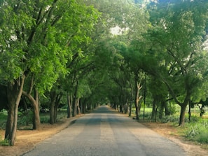 a road lined with trees and grass next to a forest