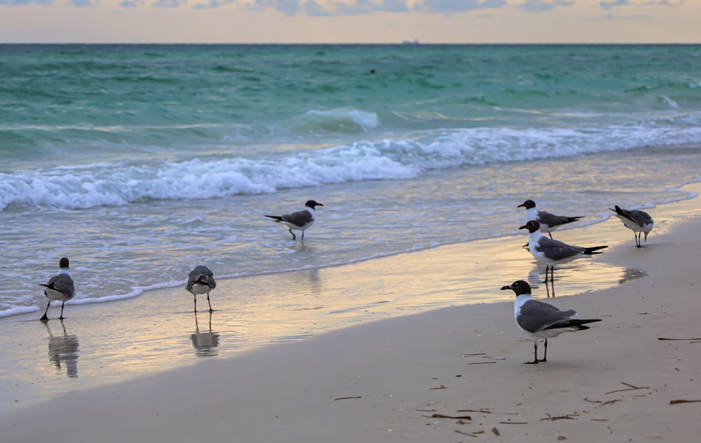 a group of birds standing on top of a sandy beach