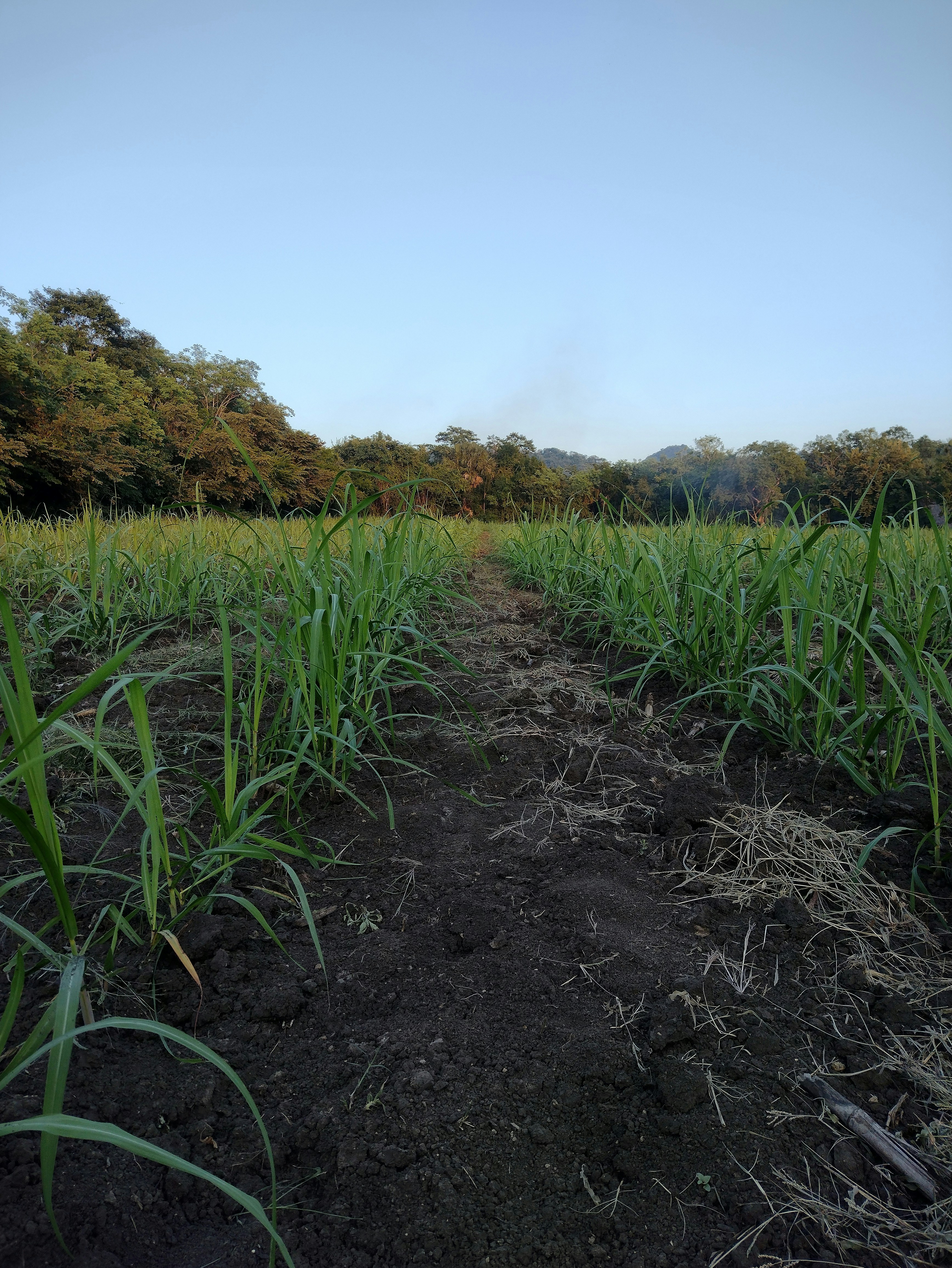 Green sugarcane field rows stretching to horizon under clear blue sky Maharashtra India