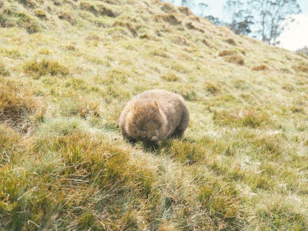 a brown bear walking across a lush green hillside