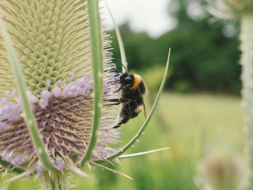 a close up of a bee on a flower