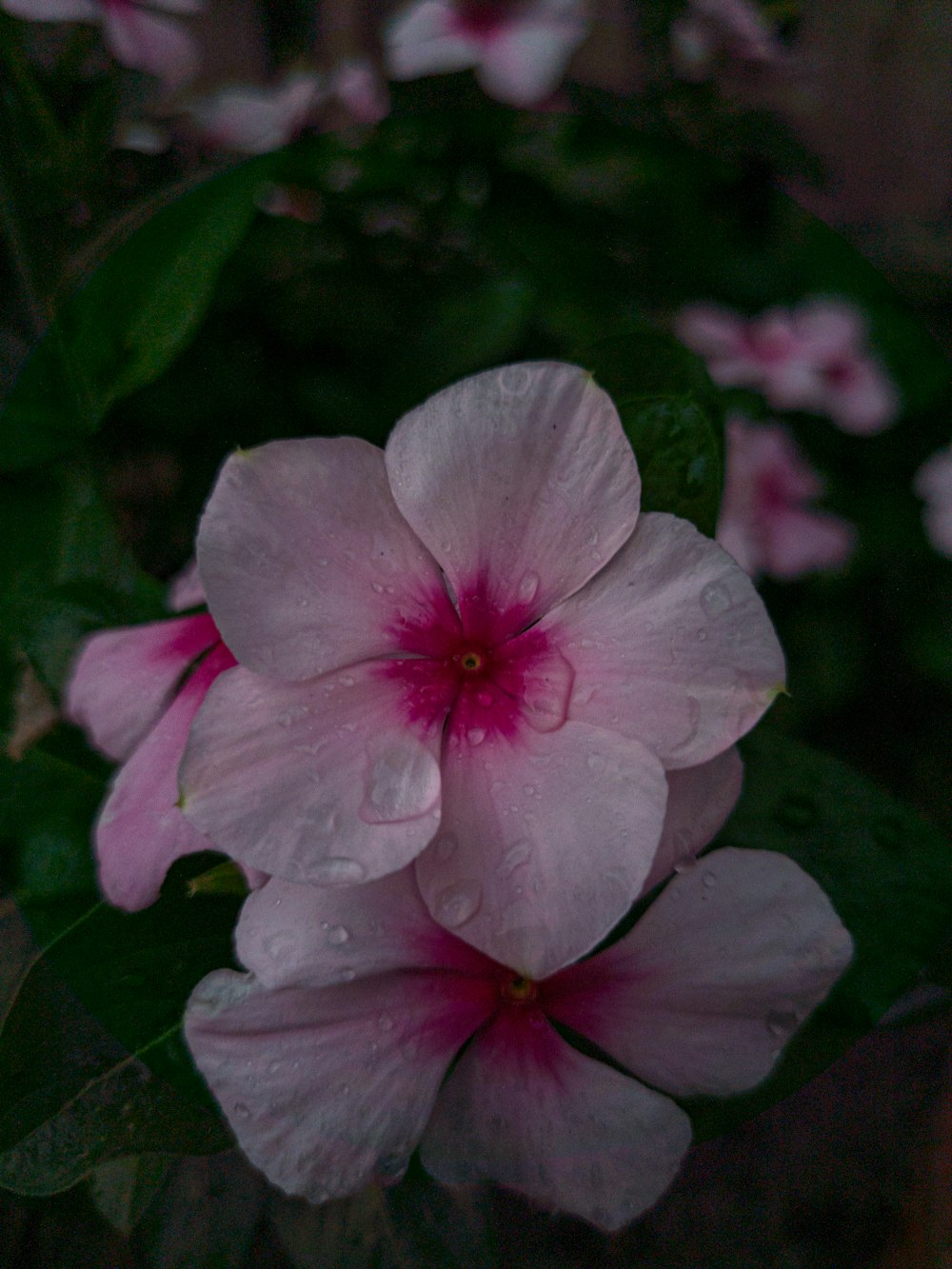 a close up of a pink flower with water droplets on it