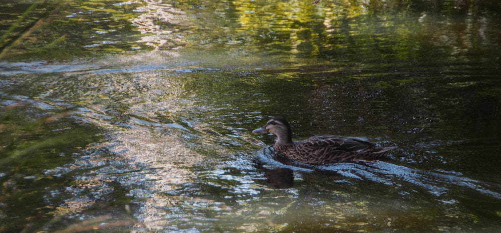 un canard nageant dans un étang avec des arbres en arrière-plan