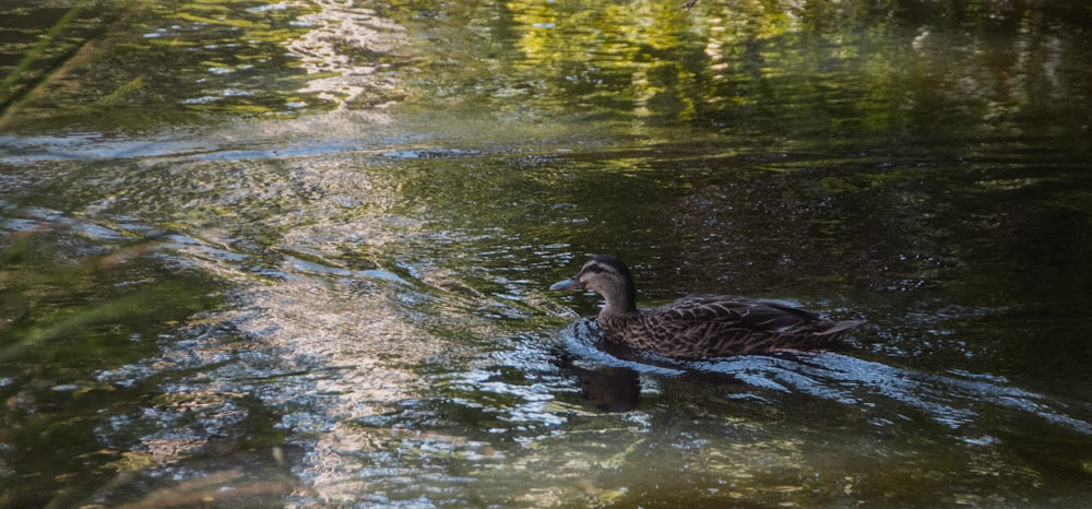 a duck swimming in a pond with trees in the background