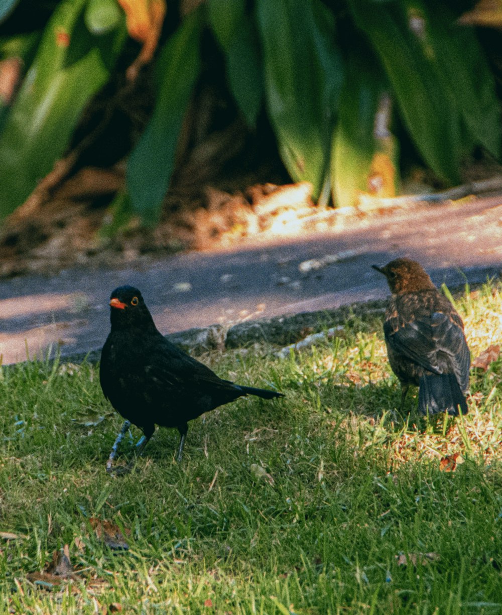 a couple of birds that are standing in the grass