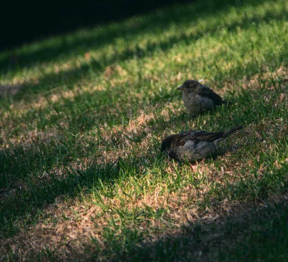 two small birds are sitting in the grass