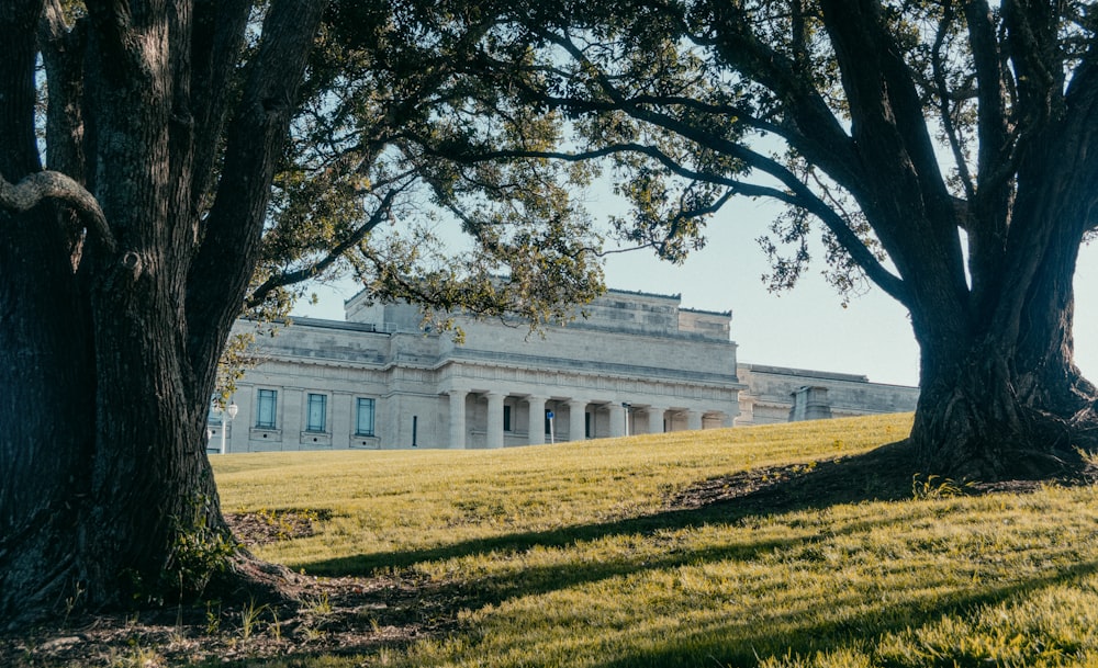 two trees in front of a large white building