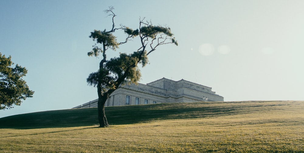 a tree on a hill with a building in the background