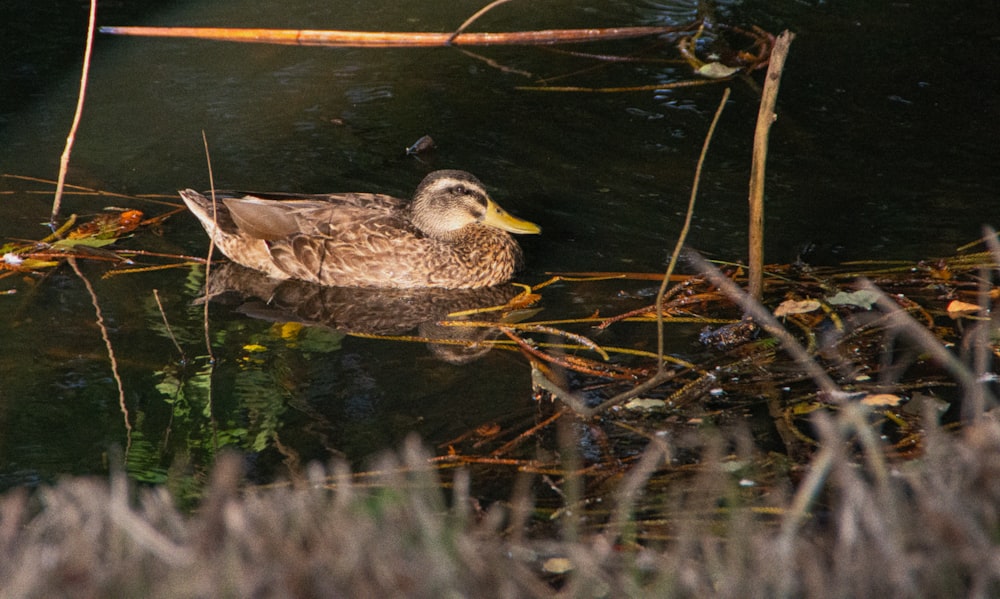 a duck floating on top of a body of water