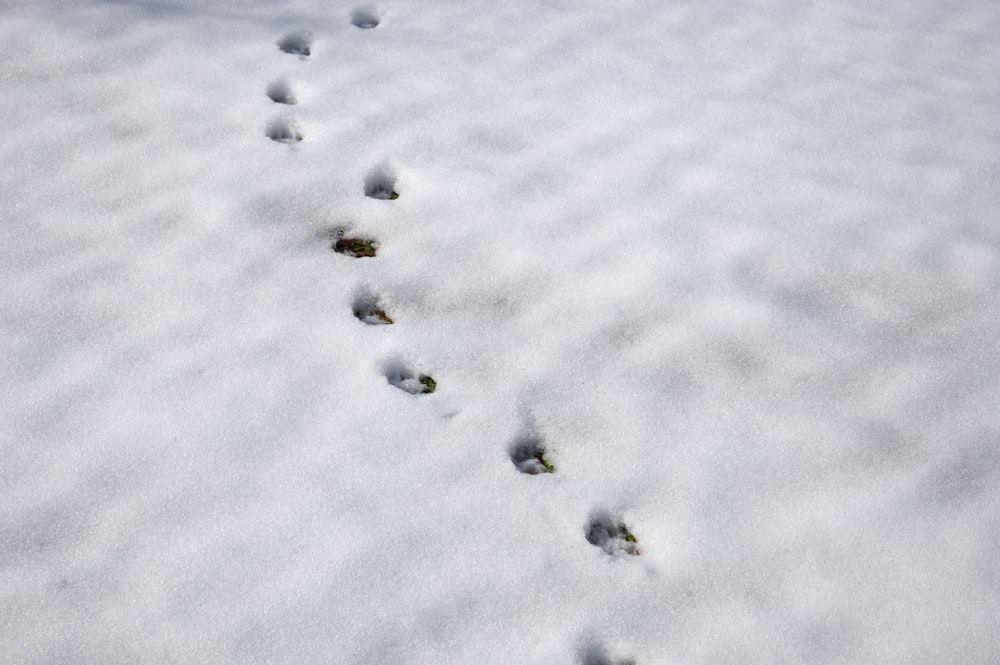 a trail of animal tracks in the snow