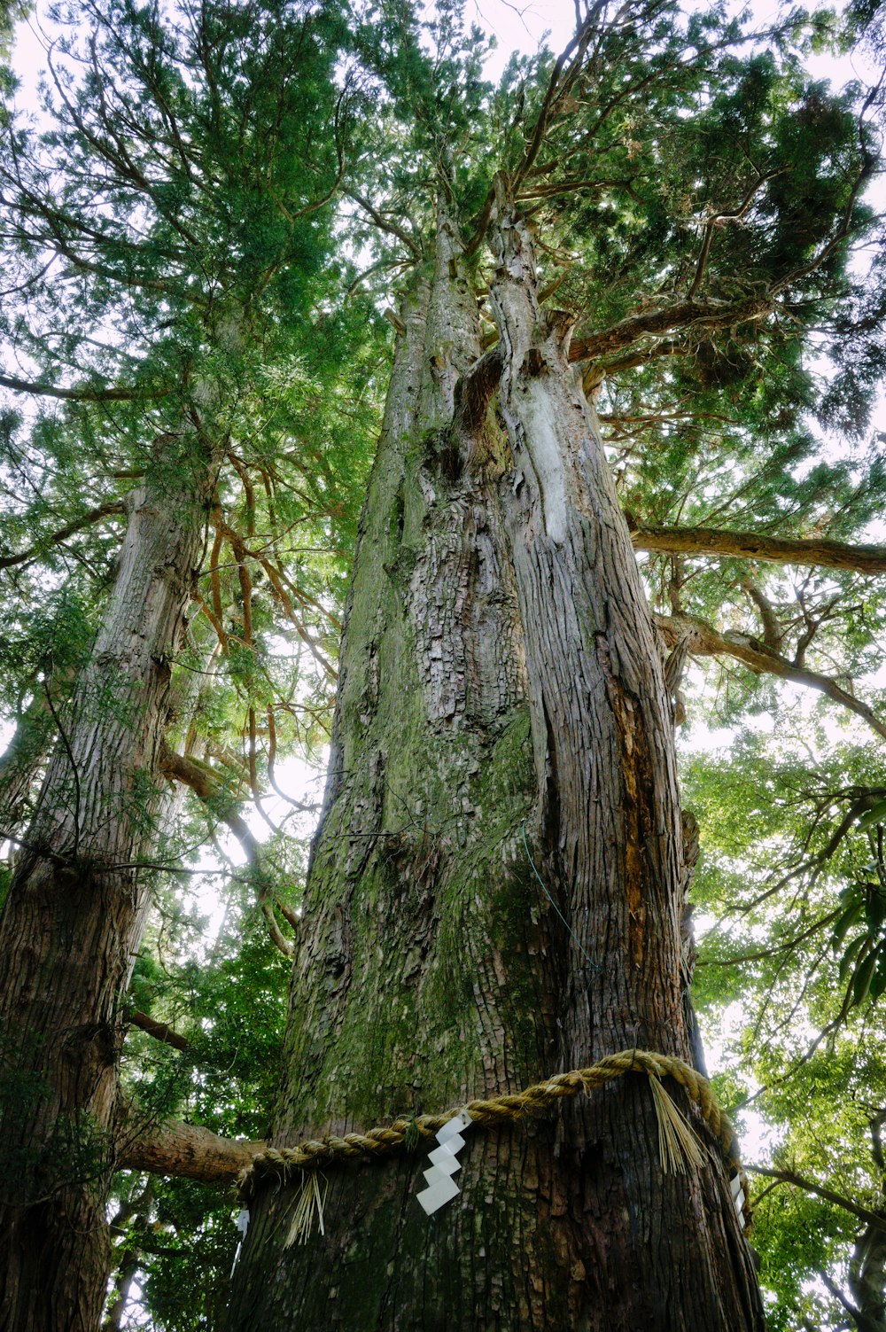 a tall tree with a rope hanging from it's trunk