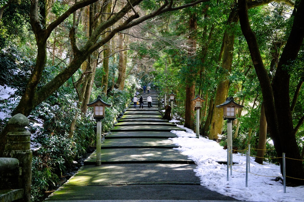 a long walkway lined with lots of trees