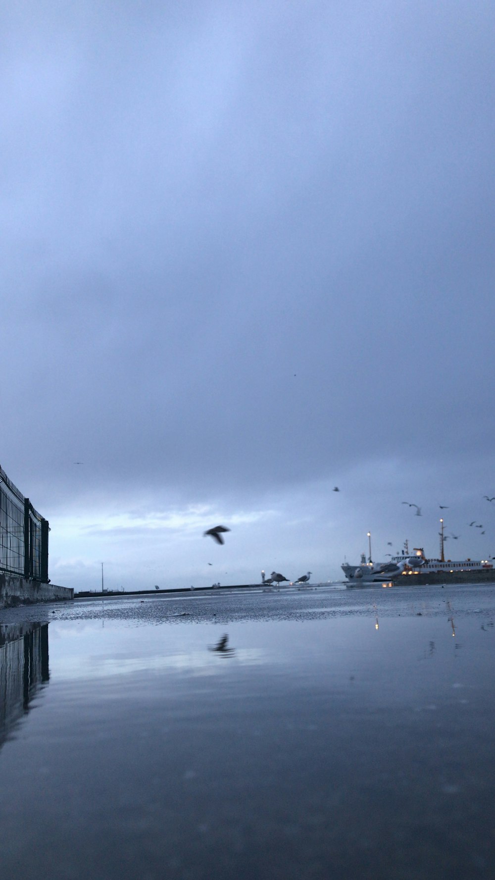 a bird flying over a body of water