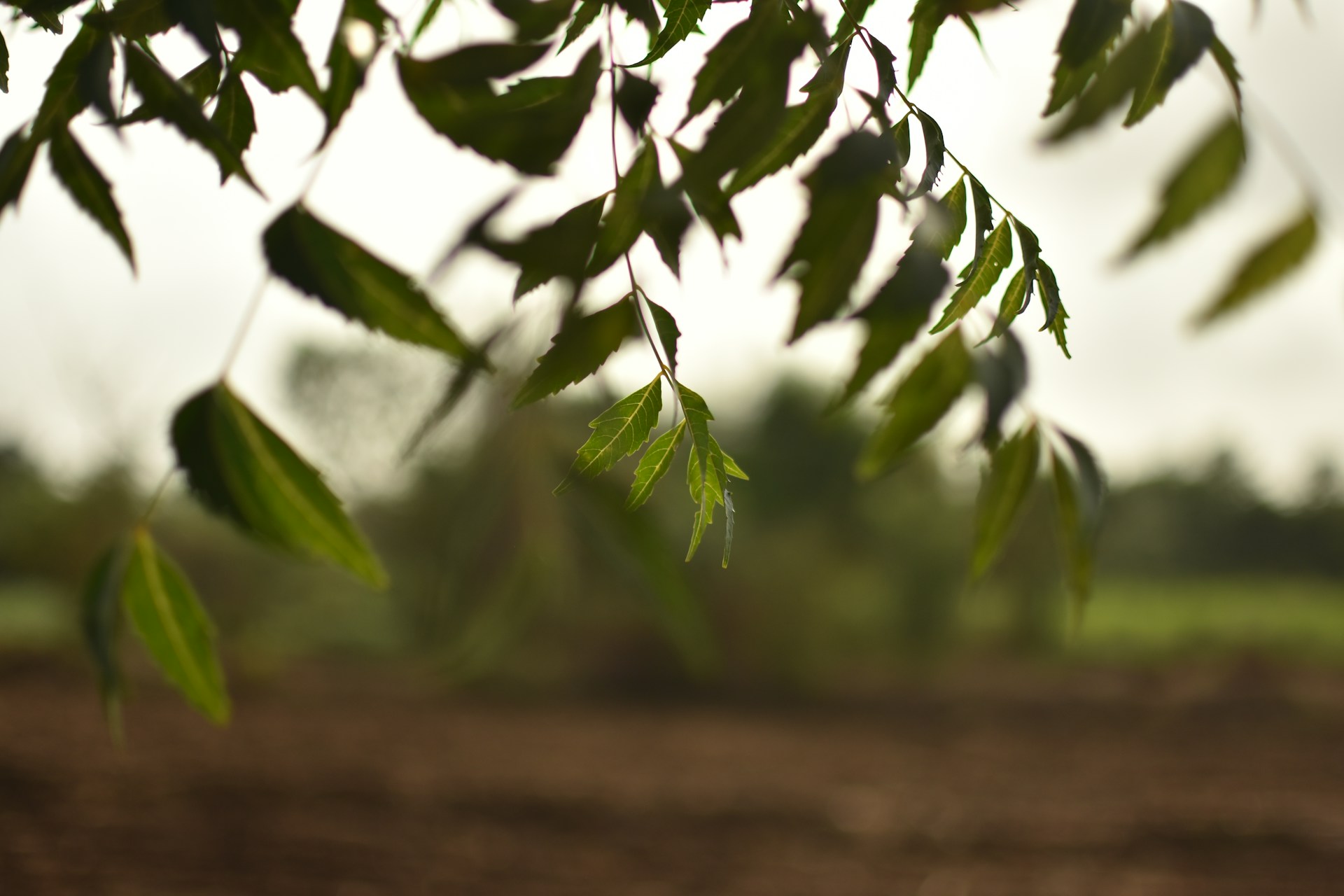 a close up of a leafy tree in a field
