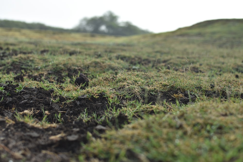 a patch of grass that is in the middle of a field