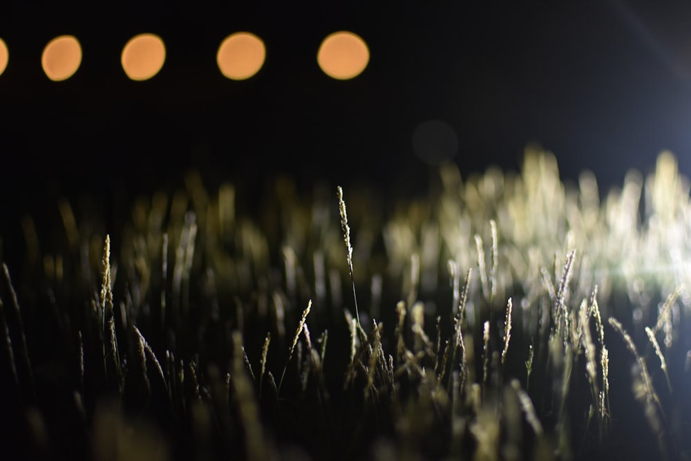a close up of some grass with lights in the background